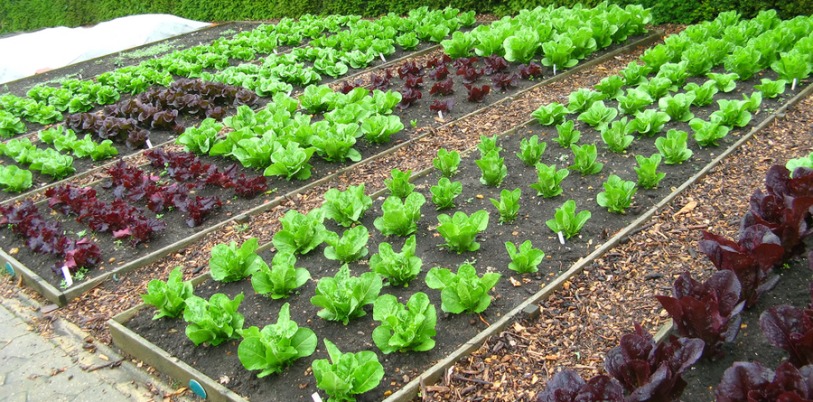 40 Gardening Tips to Maximize Your Harvest - Organic Gardening