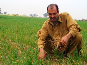 Durez Khan inspects his organic wheat crop at his farm in Bhagwal, a village in Chakwal district in Pakistan's Punjab province. THOMSON REUTERS FOUNDATION/Aamir Saeed